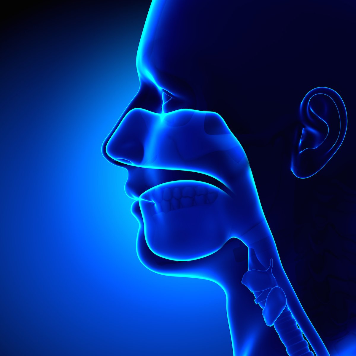 Sinuses - Clear - Head Anatomy